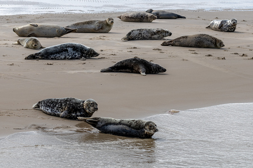 Multiple seals relaxing on sandbar Engelschhoek between the islands of Vlieland and Terschelling in Holland