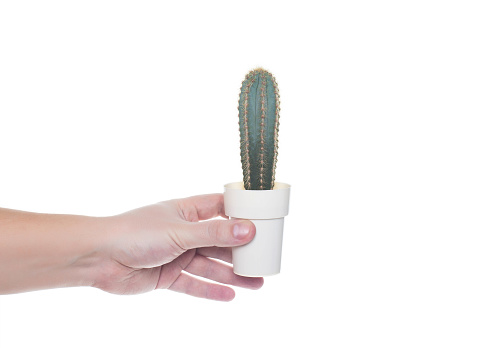 man holding a cactus in his hand on a white background, isolate. Close-up, natural