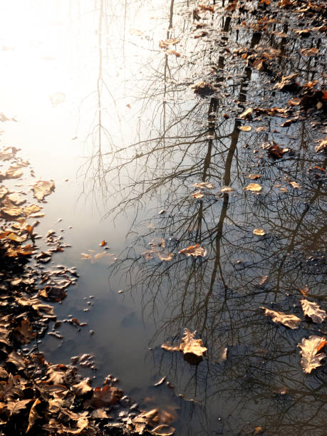 istock Bare tree reflects on puddle with floating fallen leaves, autumn background 1323702807