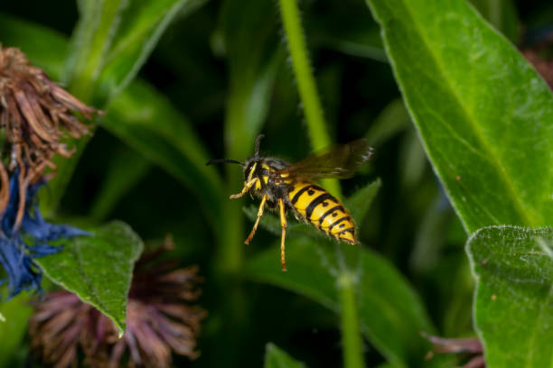 istock Side view of a flying wasp between green leaves 1323703230