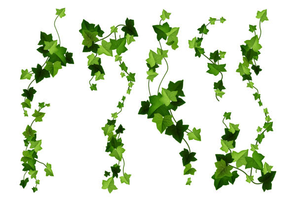 illustrations, cliparts, dessins animés et icônes de illustration de dessin animé de vecteur végétal de lierre, feuilles de vigne vertes, branches grimpantes isolées sur fond blanc. - climbing ivy