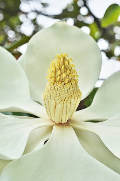 Flower of the Magnolia grandiflora Flower of the Magnolia grandiflora
Thai Sambok Flower Magnolia stock pictures, royalty-free photos & images