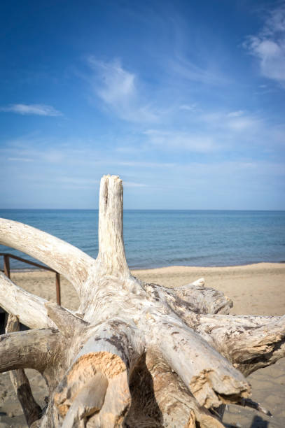 istock Sabaudia beach - Latina Italy 1323704838