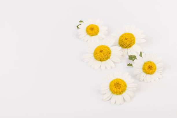 istock chamomile or daisies with leaves isolated on white background. Top view. Flat lay 1323704840