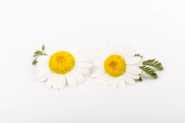 istock chamomile or daisies with leaves isolated on white background. Top view. Flat lay 1323704934