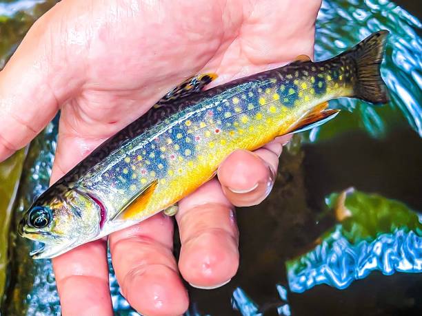 Penns Creek Wild Brook Trout caught at Penns Creek. brook trout stock pictures, royalty-free photos & images