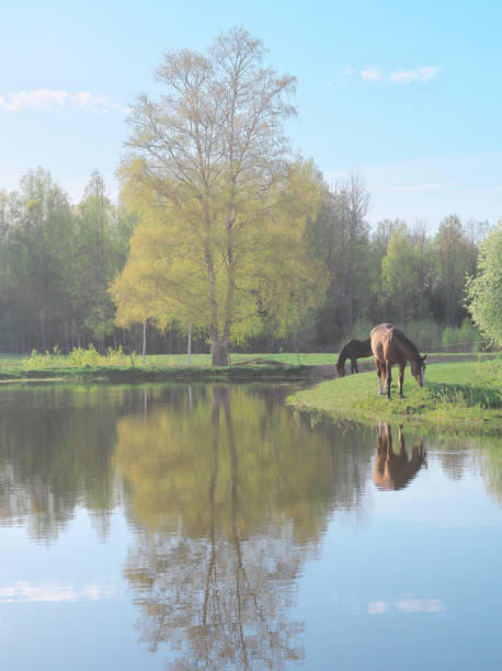 istock Two horses grazing in green pasture under green birch tree by blue pond 1323706268