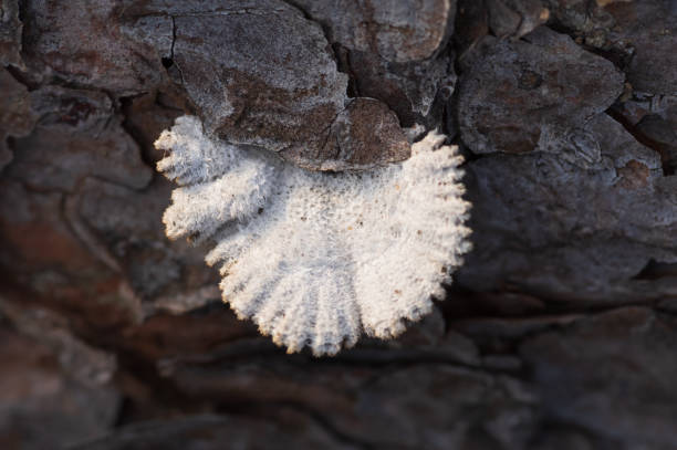 Closeup of pale white split-gill fungus (Shizophyllum commune) growing on the old tree trunk