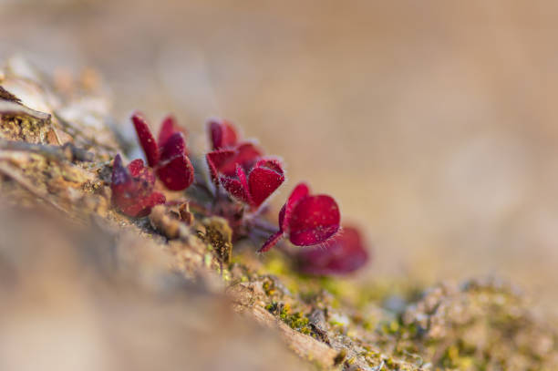 istock Red sprouts of common wood sorrel (Oxalis acetosella) 1323708042