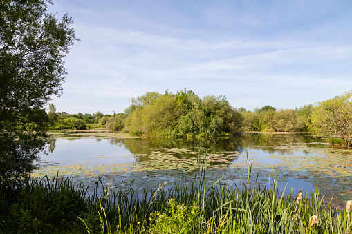 An image of the beautiful Frisby Lakes captured on a bright summer's morning at Frisby On The Wreake, Leicestershire, England, UK.