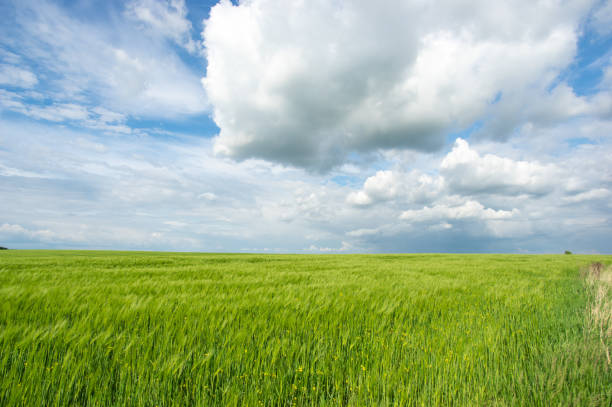 istock Summer landscape, wheat field on a summer day 1323708705