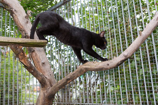 black cat on the prawl in tree, low angle view