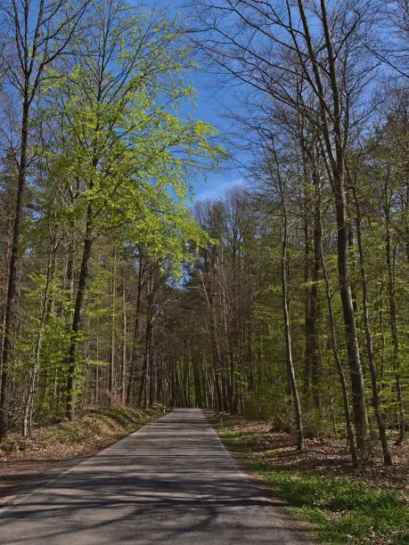 View of empty rural country road with diminishing perspective leading through forest of deciduous trees in spring season near Annweiler am Trifels, Germany in Palatinate Forest on sunny day.