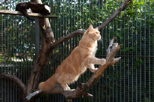 red longhair cat walk on branch ginger cat in outdoor enclousure at animal shelter enclosure stock pictures, royalty-free photos & images