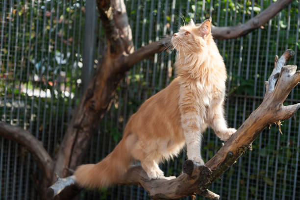 ginger cat in outdoor enclousure at animal shelter
