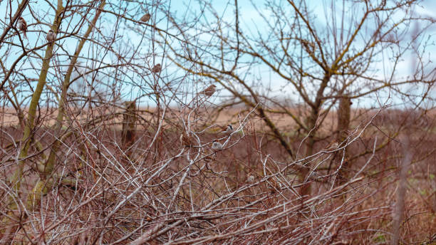 istock Bare branches of fruit trees with sparrows, natural background 1323709400