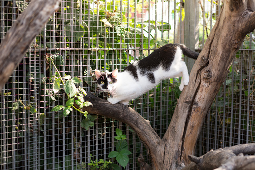 cat on tree at animal shelter, walking down, looking into camera,
