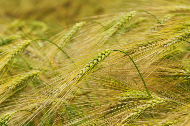 istock photo wheat close-up 1323709439
