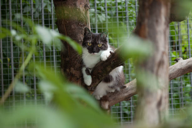 black and white cat on tree at outdoor enclosure of animal shelter, waiting for adoption
