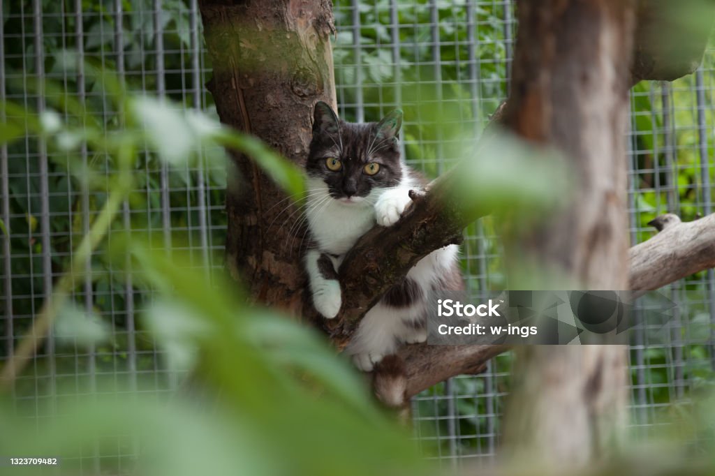 sad looking cat hanging in tree in front of grid black and white cat on tree at outdoor enclosure of animal shelter, waiting for adoption Enclosure Stock Photo