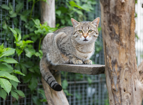 gray tabbi cat sitting on wodden board looking hopeful 
into camera
