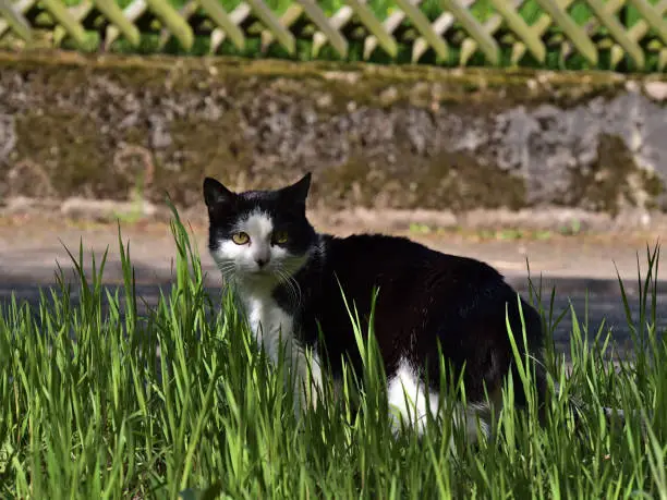 Closeup view of cute cat with black and white colored fur sitting in green grass beside road with wall and wooden fence in background on sunny spring day in Annweiler am Trifels, Germany.