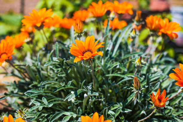 Flower Beauty on a Spring Morning