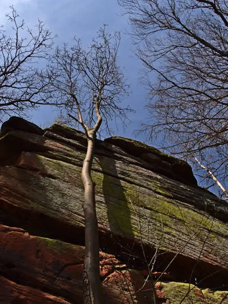 Low angle view of big sandstone rock face with red colored stone covered by green moss with bare deciduous trees near Annweiler am Trifels in Palatinate Forest, Germany on sunny spring day.