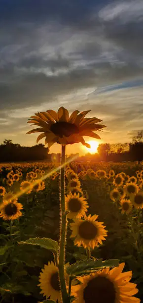 The tallest sunflower standing above the rest