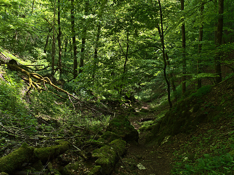 Hiking path leading through gorge near Lichtenstein, Swabian Alb, Germany with dense green vegetation of plants and trees on sunny day in late spring.