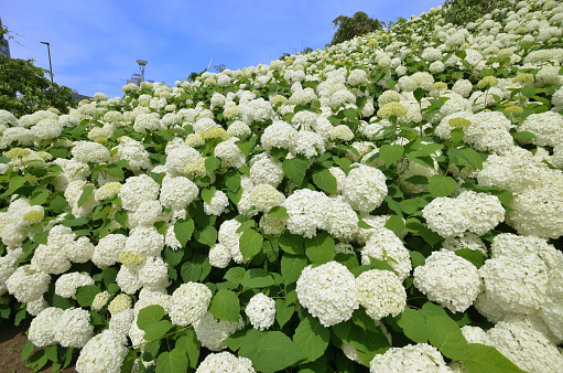 It is a park near the Tokyo Olympic Games venue. The hydrangea was in full bloom.