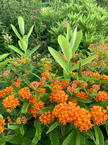 Butterfly Weed Milkweed with Common Milkweed growing in the center of the garden.