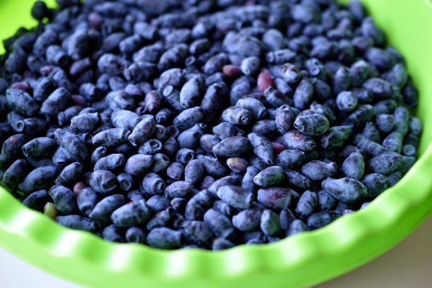 istock Blue fresh honeysuckle berries in a green pot 1323714288