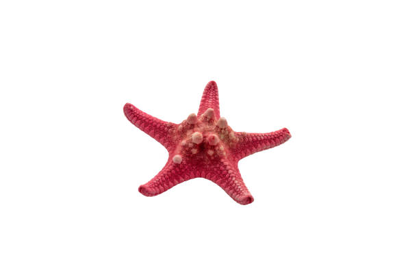 istock Small red starfish isolated on a white background for cutting and pasting into a design layout. Starfish isolate on solid blank background and copy space. High quality photo 1323714498
