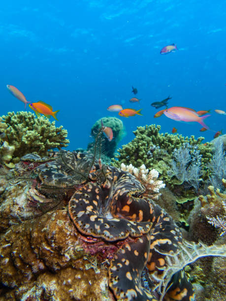 レユニオンとマヨット島の美しいサンゴ礁の風景 - レユニオン島 ストックフォトと画像