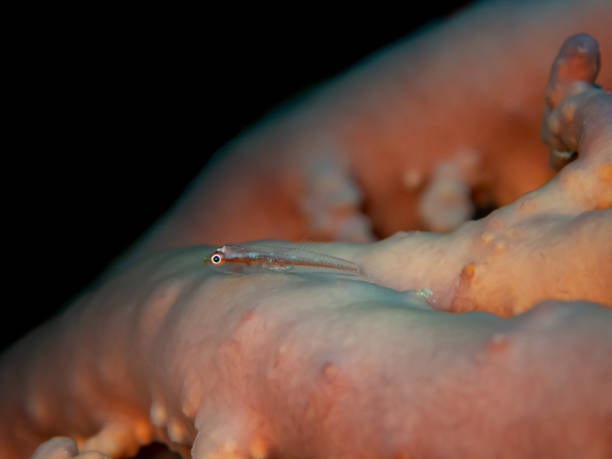 istock Small fish on coral in Reunion island with black background 1323714611