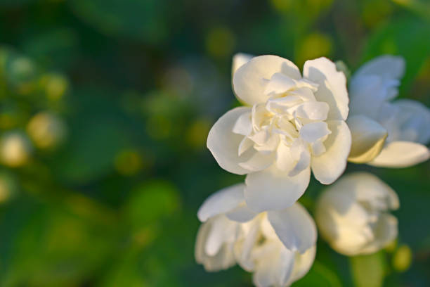 istock White jasmine flowers on a green background in summer 1323714654