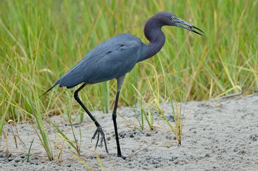 Tricolored heron on the beach