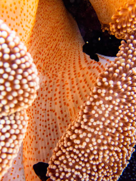 istock Orange anemone sheltering clown fishes 1323715344