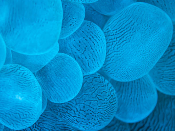 istock Blue Coral bubbles of Mayotte island 1323715619