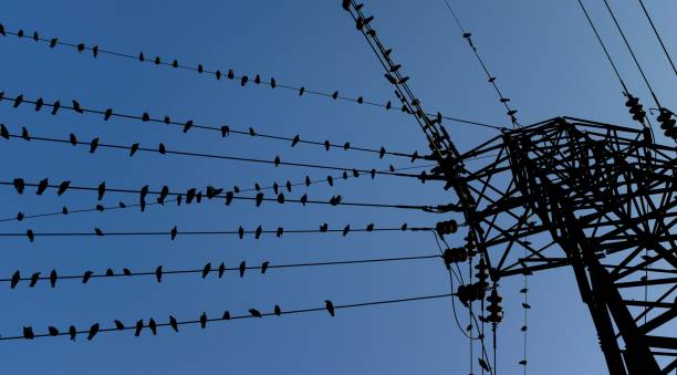 Electric tower with pigeon sitting