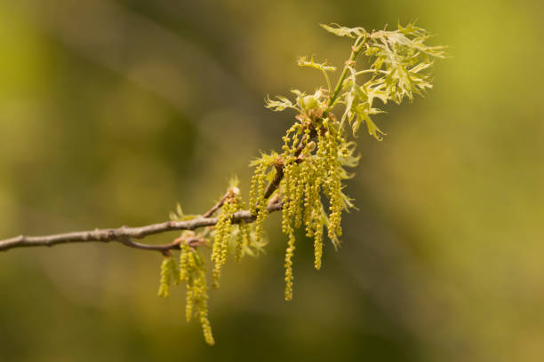 istock Pollen of an oak tree in spring 1323716024
