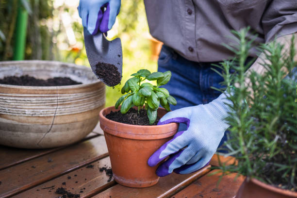 istock Planting basil plant into terracotta flowerpot 1323716205