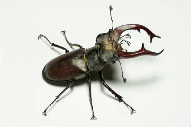 istock Male European stag beetle (Lucanus cervus) isolated on white background. 1323716318