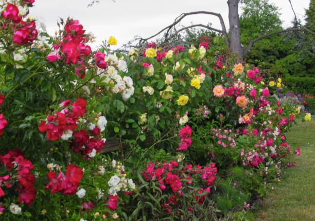 istock Pretty Colourful Rose Flowers Blooming In Summer 1323717476