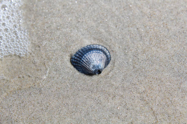 istock Washed up by the flood 1323717722