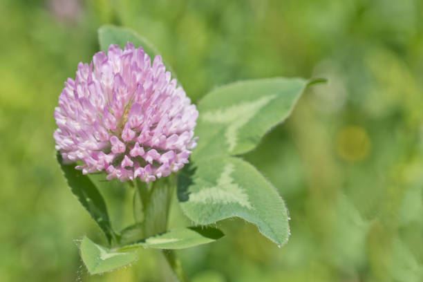 istock Purple clover in a field 1323717759