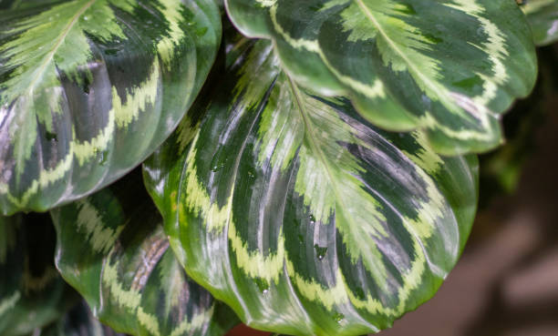 istock Background of green leaves 1323718329