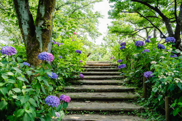 istock Hydrangea in rainy season early June. 1323718643
