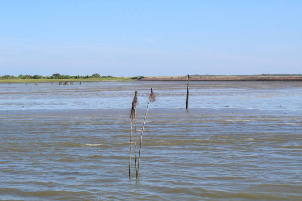 istock The way to Langeoog 1323718645